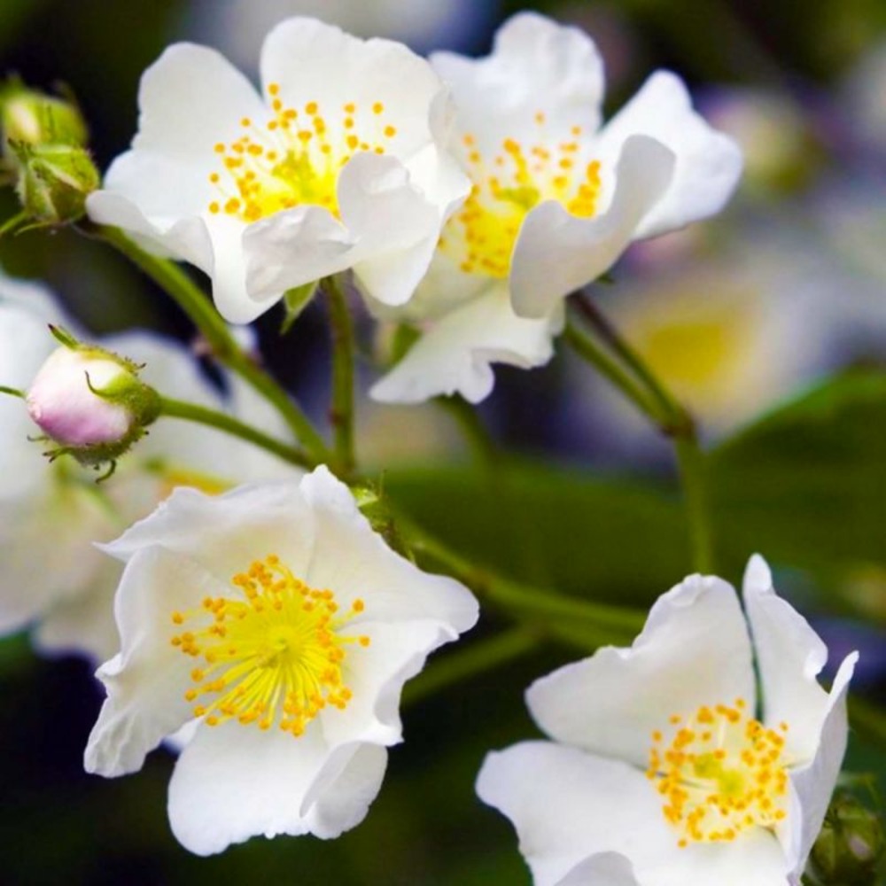 Rosier pimprenelle (rosa spinosissima)