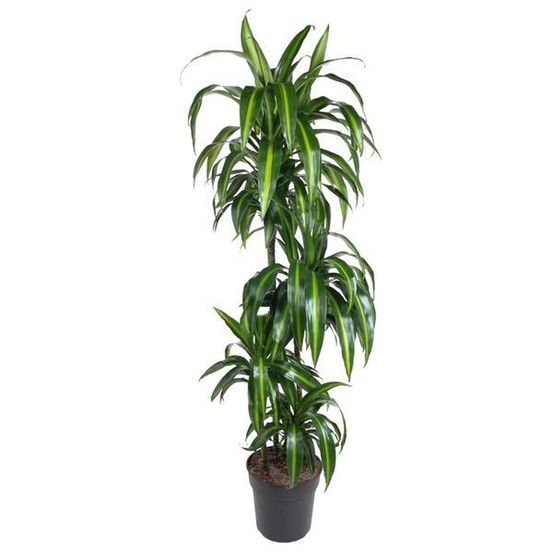 Dracaena hawaiian sunshine - h150 cm - ø27 cm