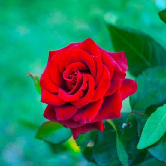 Rosier 'edith piaf'