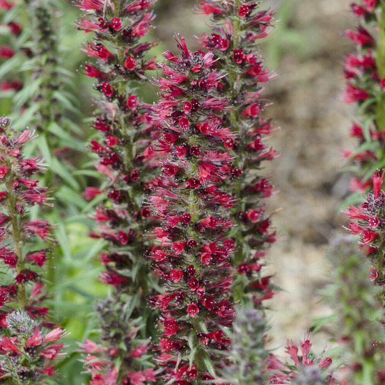 Echium amoenum red feathers - le pot / ø 9cm