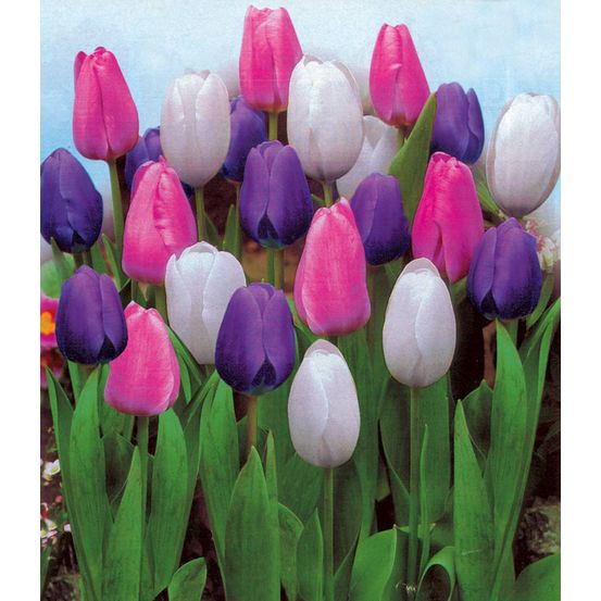 Offre fabre : 30 tulipes
