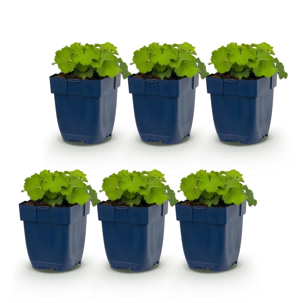 Alchémille - lot de 6 - pot 11 cm - hauteur 25 cm - plante d'extérieur