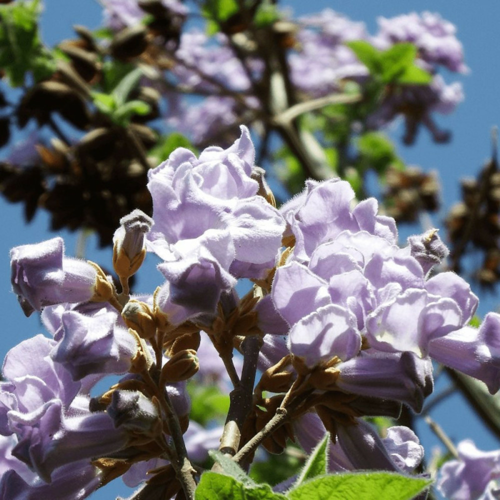 Paulownia tomentosa, arbre impérial pot de 7,5l - 60/80 cm