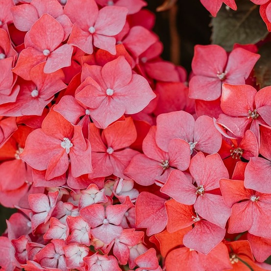 Hortensia à grandes feuilles 'red baron' (hydrangea macrophylla 'red baron')