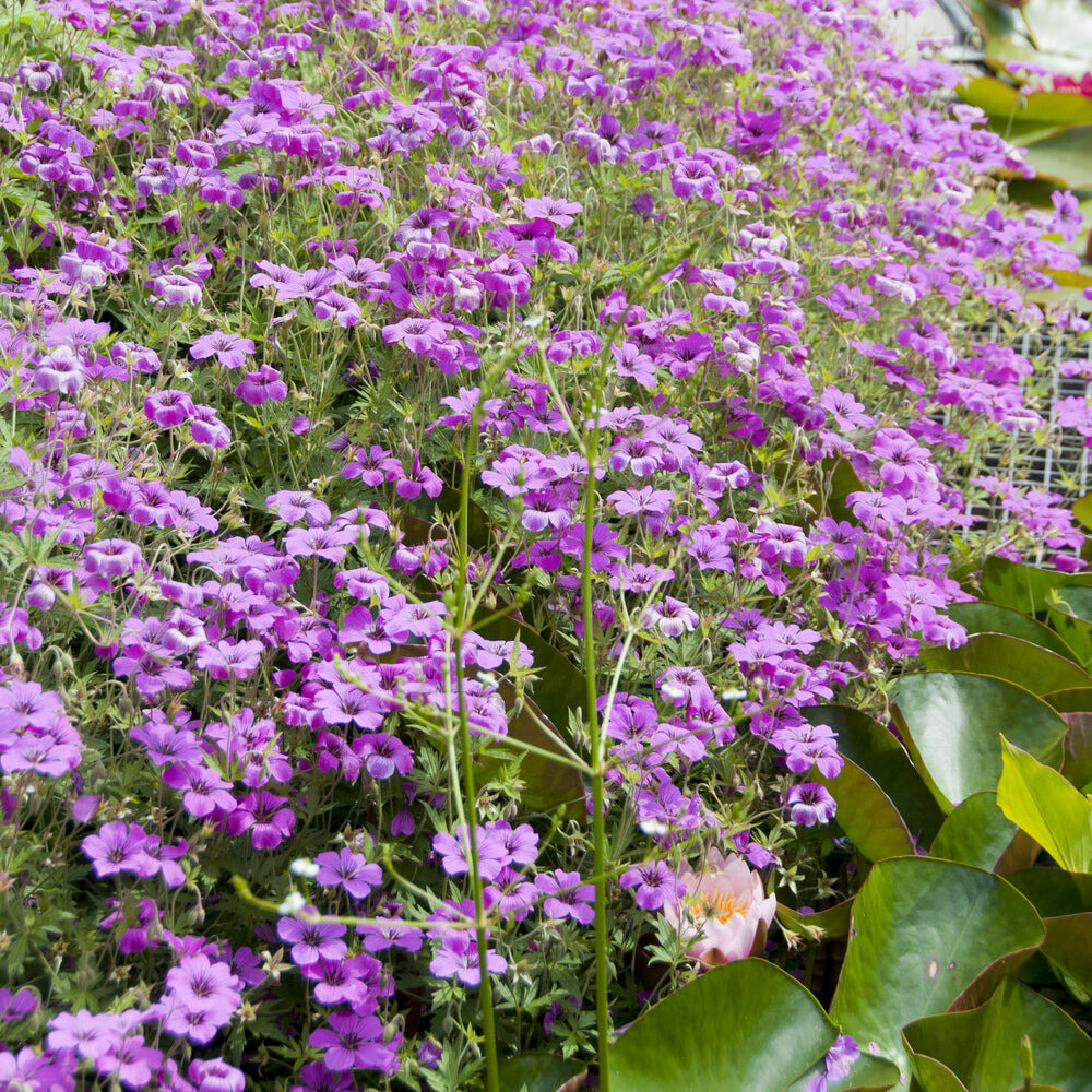 Géranium vivace czakor - le pot / ø 9cm