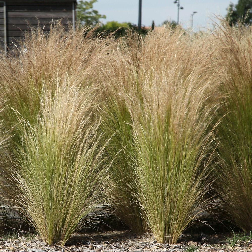 Stipa tenuissima - cheveux d'ange - les 2 pots / ø 9cm, vendu par lot de 4
