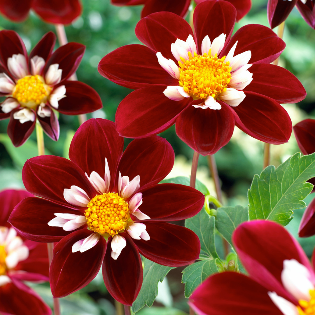 Dahlia 'mary evelyn' - lot de 3 - floraisons d'été - tubercules de dahlia - fleurs de jardin - rouge/blanc/jaune