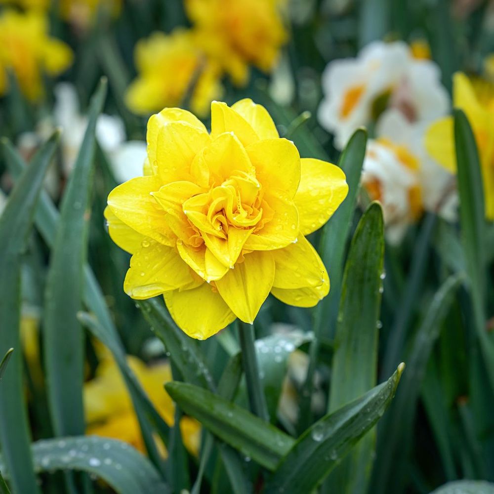 Narcisse 'golden ducat' bulbe calibre 16+ (par 10)
