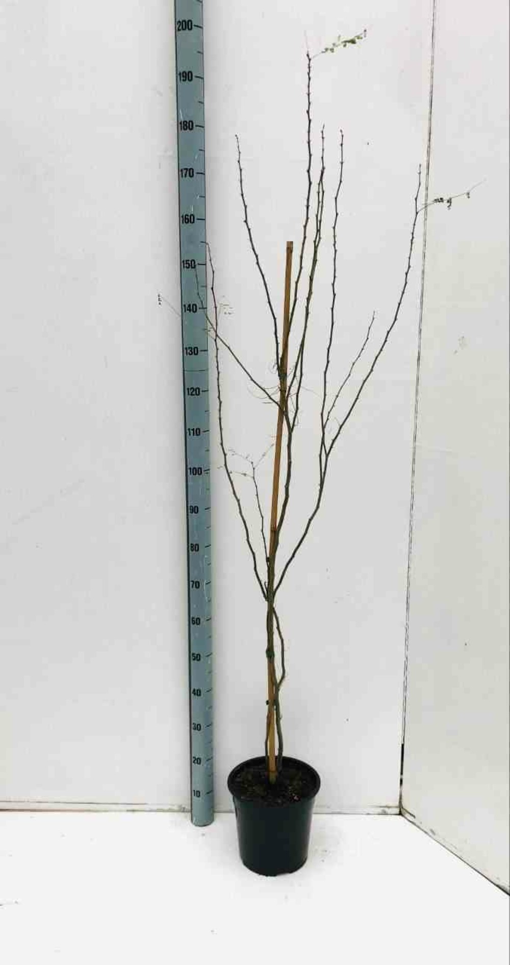 Caesalpinia gilliesii (petit flamboyant)et rouge - pot de 25l - 200-225cm