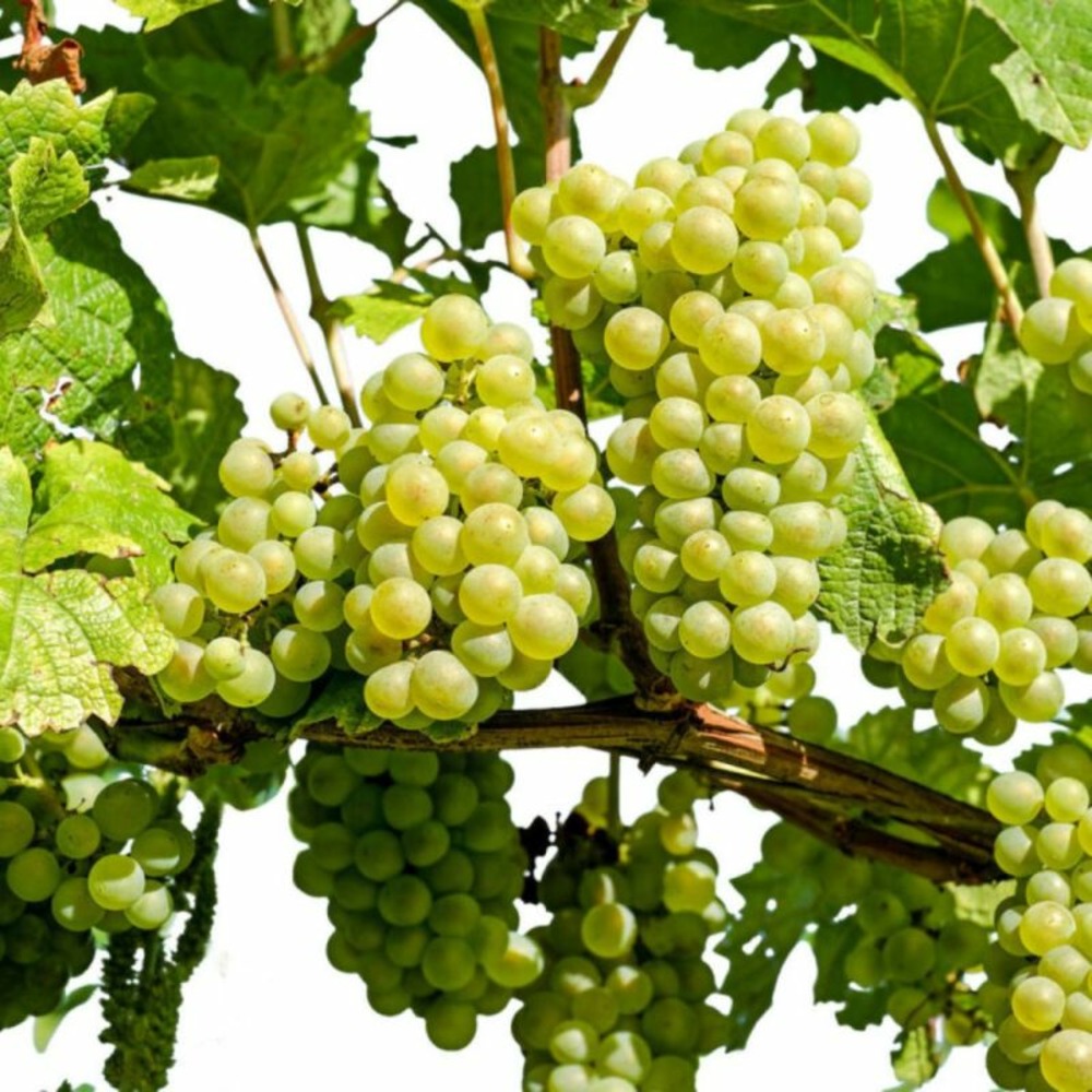 Pied de vigne blanc van der laan 50/60cm 2l - vitis vinifera witte