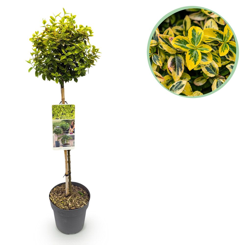Fusain rampant 'emerald gold' - pot 19 cm - hauteur 90 cm