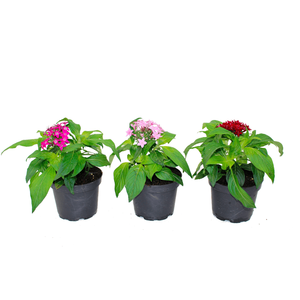 Pentas pot 10,5 cm rouge