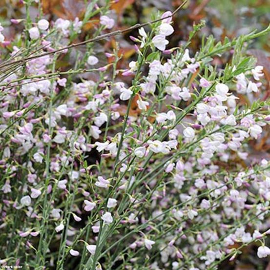 Genêt 'moyclare pink' pot de 4l/5l