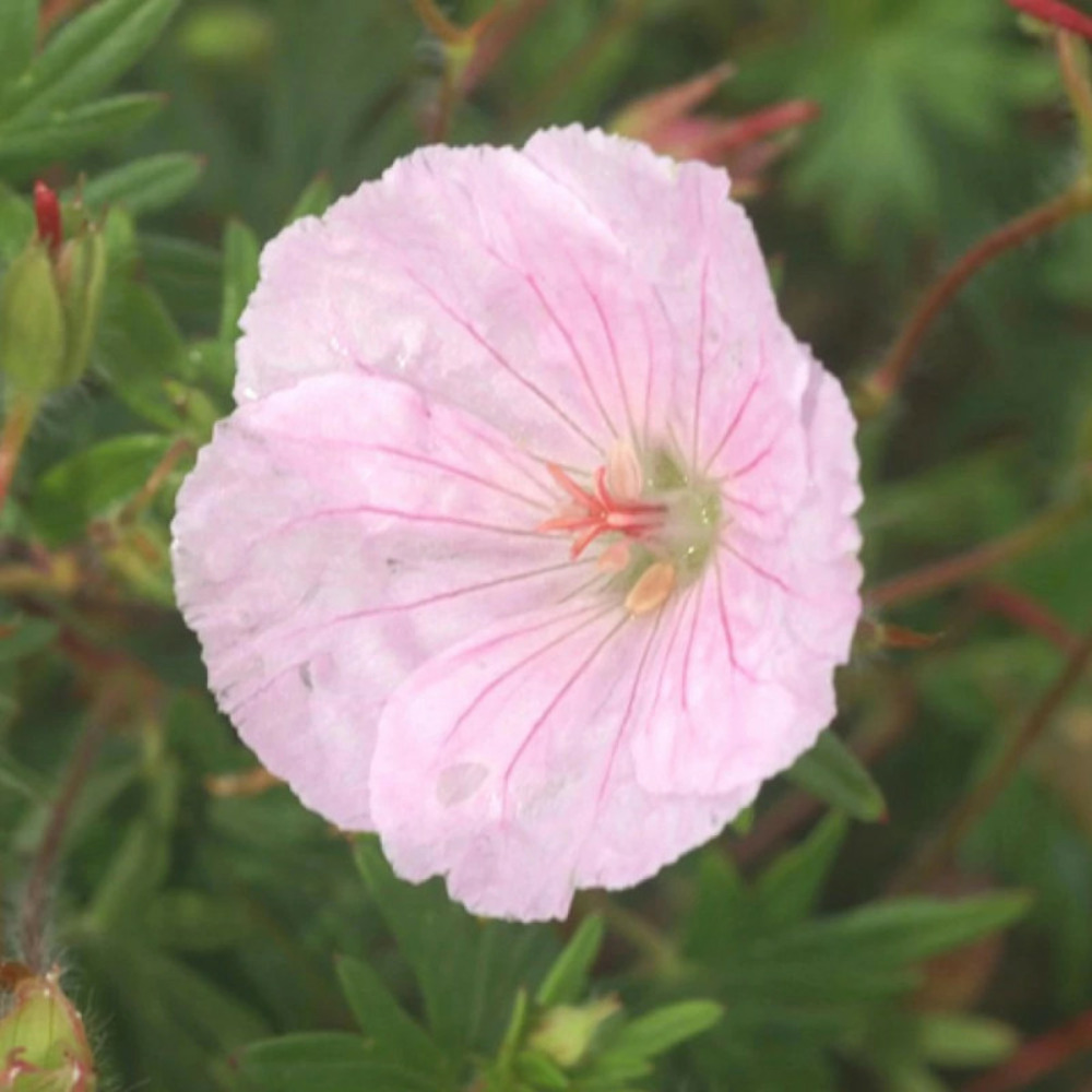 Géranium vivace sanguin strié godet
