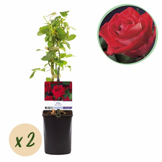 Rose grimpante red climber – lot de 2 – hauteur 40 cm