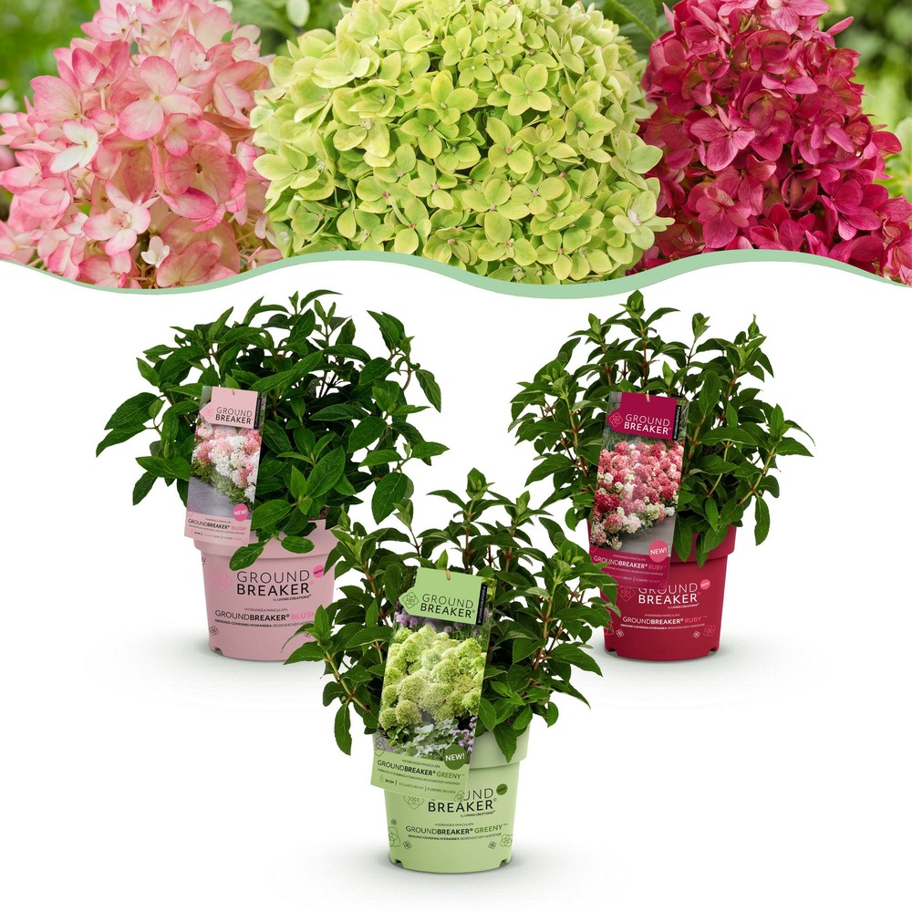 Hortensia groundbreaker blush - lot de 3 - pot 14 cm - hauteur 20-25 cm