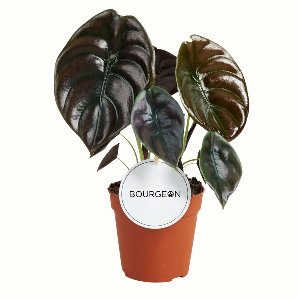 Alocasia cuprea red - 12cm