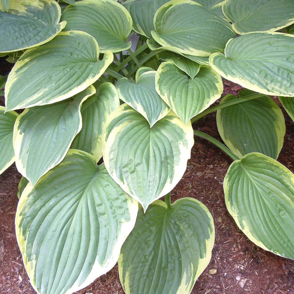 Hosta 'christmas tree' pot de 1l/1,5l