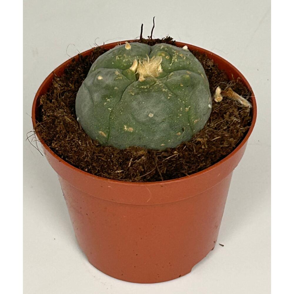 Lophophora williamsii - peyote - cactus peyotl - floraison, pot de 8,5cm