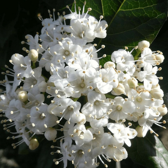 Viorne, laurier tin giganteum, viburnum pot de 7,5l - 60/80 cm