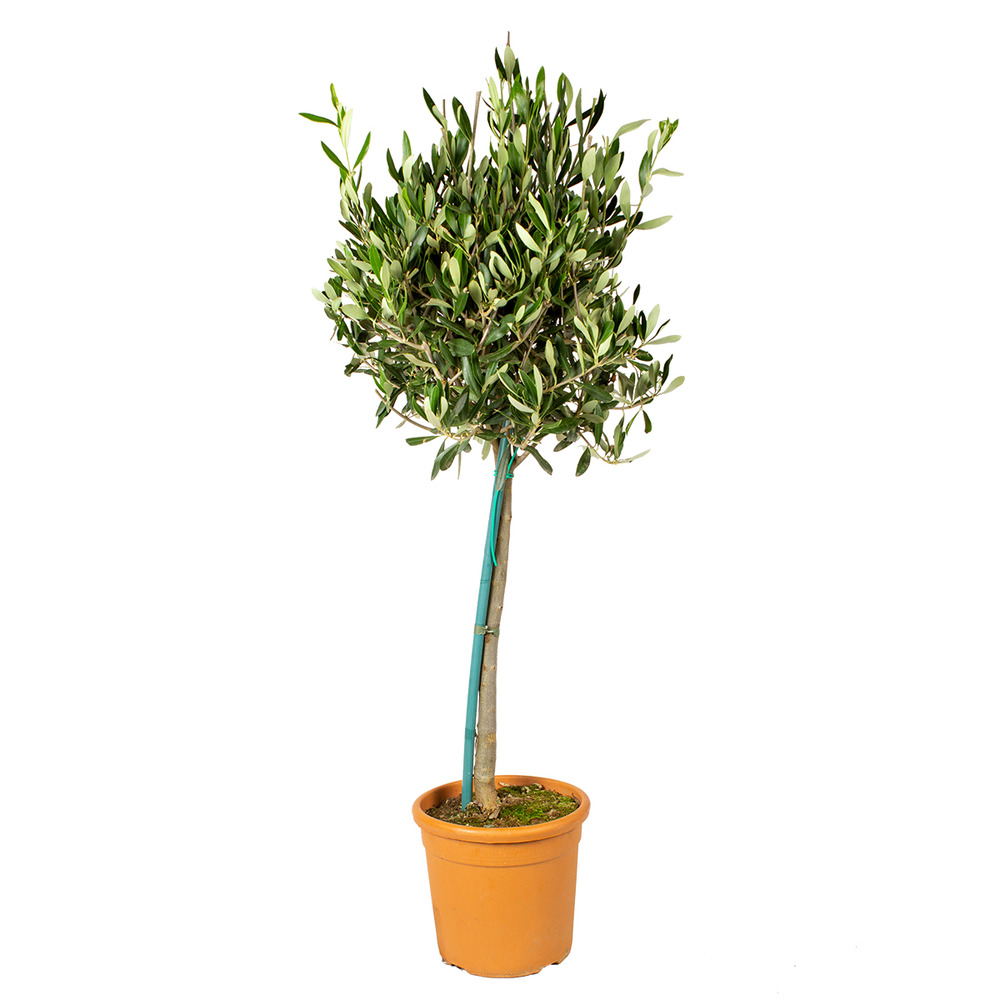 Olea europaea - olivier sur tige - plantes de jardin - 80-100 cm de haut - pot 19 cm