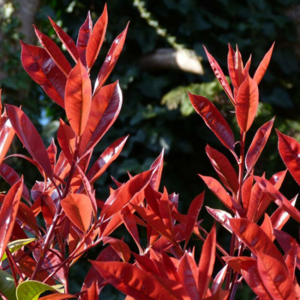 Photinia red robin - photinia xfraseri red robin en pot 5l 100/120cm