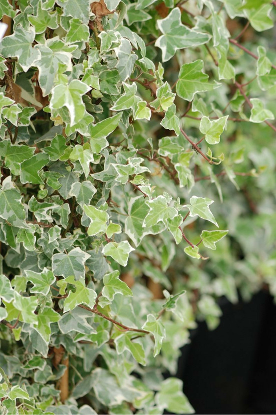 Lierre glacier' - en pot de 3 litres