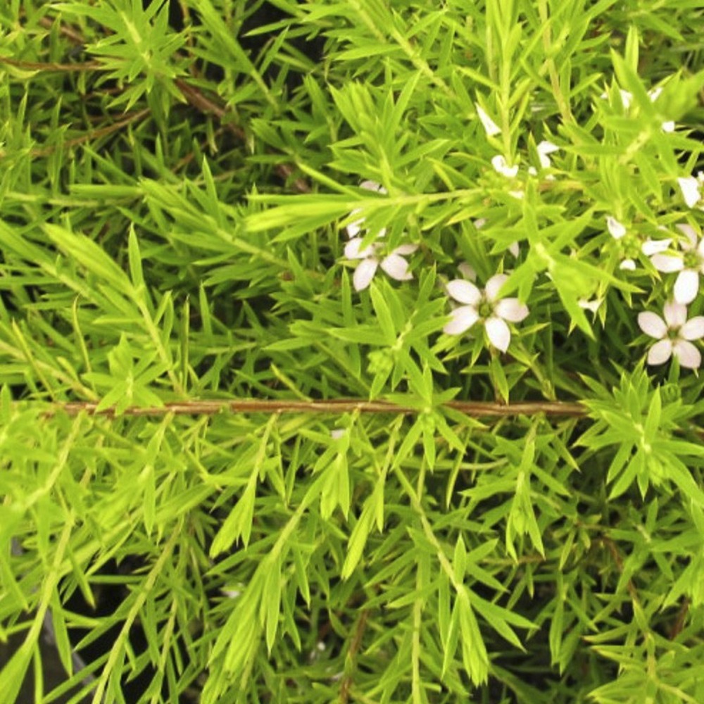 Diosmée 'sunset gold' pot de 2l/3l