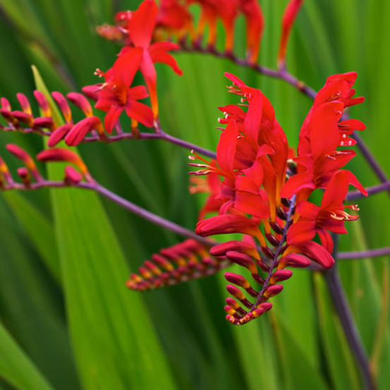 6 x montbretia 'lucifer' - crocosmia 'lucifer' - godet 9cm x 9cm
