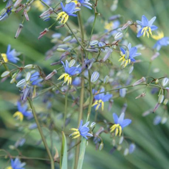 Dianella coolvista - dianella revoluta coolvista 30/40 cm pot 2l