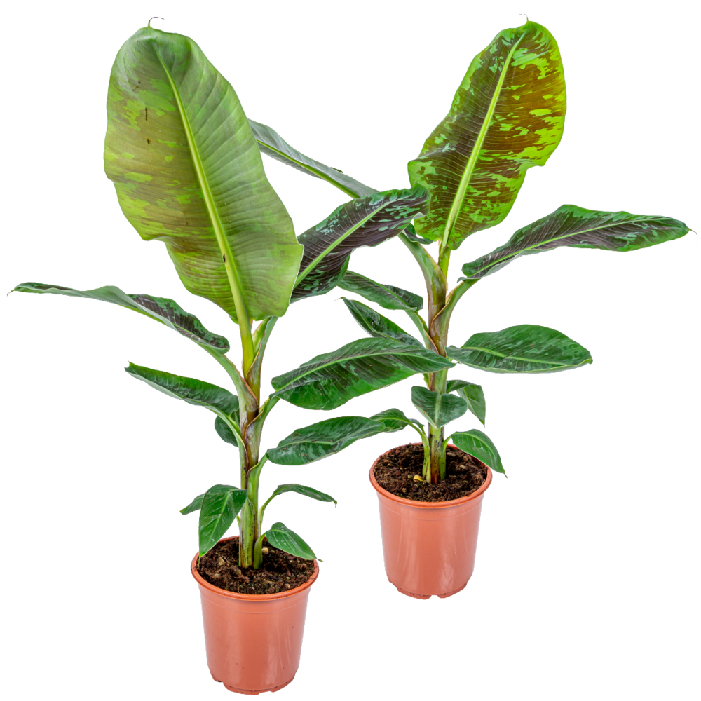 Lot de 2 - musa dwarf cavendish - bananier d’intérieur - hauteur 80-100 cm - pot 21 cm