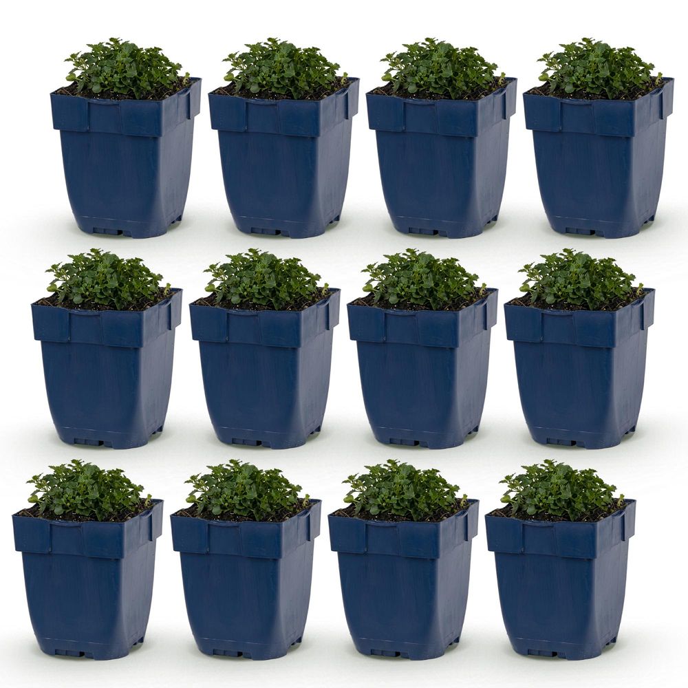 Campanule - lot de 12 - pot 11 cm - hauteur 25 cm
