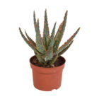 Aloe zebrina h23cm
