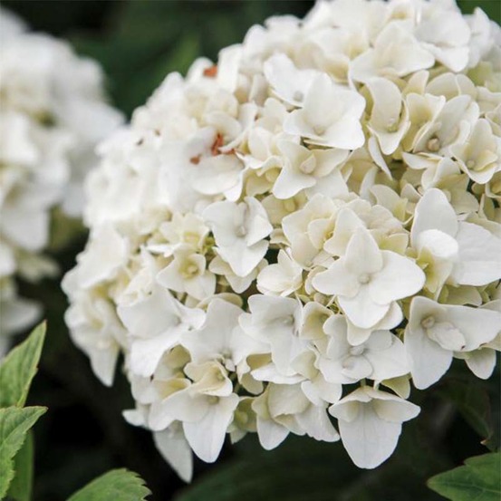 Hortensia 'endless summer'® the bride pot de 12l/15l