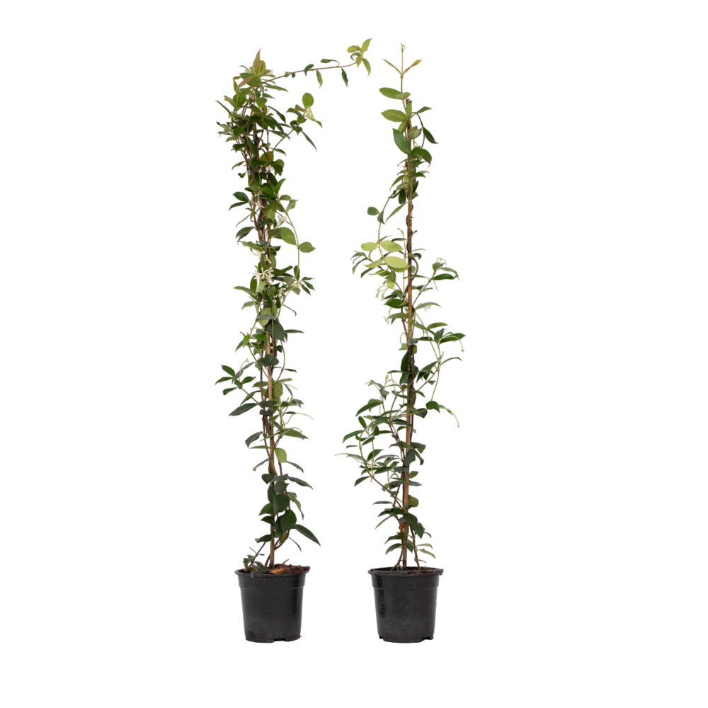Jasmin étoilé - set de 2 - trachelospermum jasminoides - h110-120cm - ⌀17cm