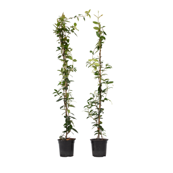 Jasmin étoilé - set de 2 - trachelospermum jasminoides - h110-120cm - ⌀17cm