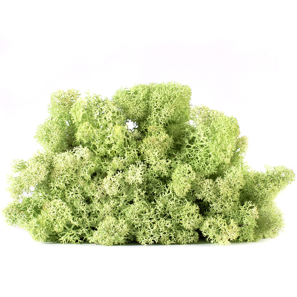 Lic/4066 lichen stabilisée menthe box 4 kg