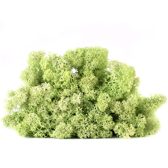 Lic/4066 lichen stabilisée menthe box 4 kg
