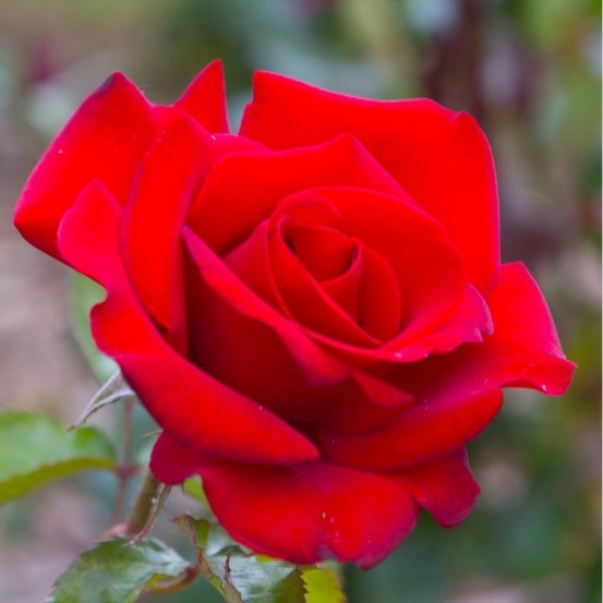 Rosier 'Grand Huit®'…