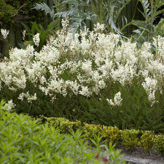 Filipendule commune - le pot / ø 9cm, vendu par lot de 4