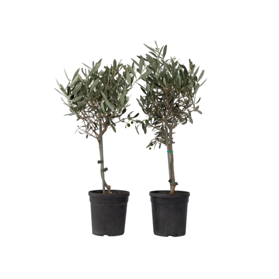 Olivier - set de 2 - olea europaea - hauteur 50-60cm - ⌀14cm