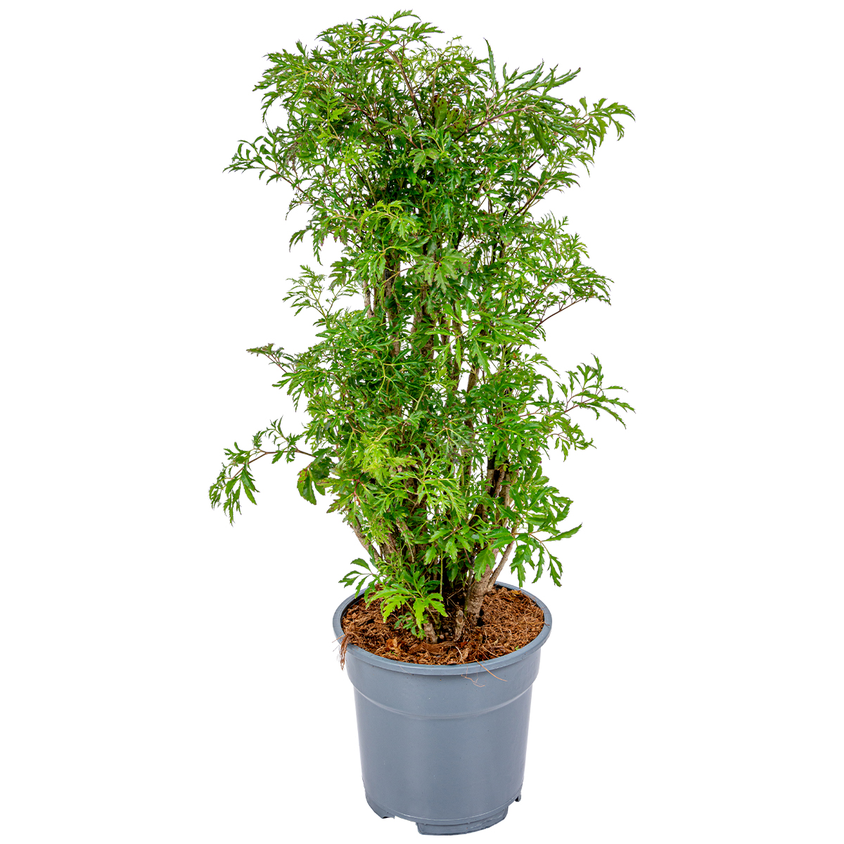 Polyscias 'fruticosa' - aralia - plante d'intérieur - plante purificatrice d'air pour l'intérieur - ⌀17 cm - ↕60 cm