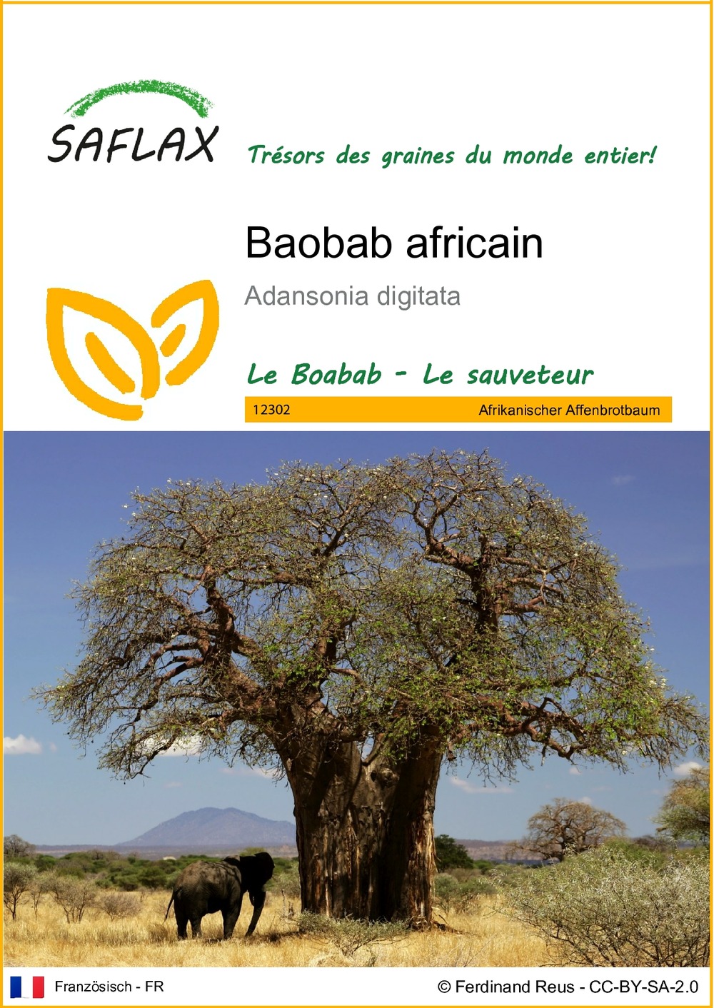 Saflax - baobab africain - 6 graines - adansonia digitata