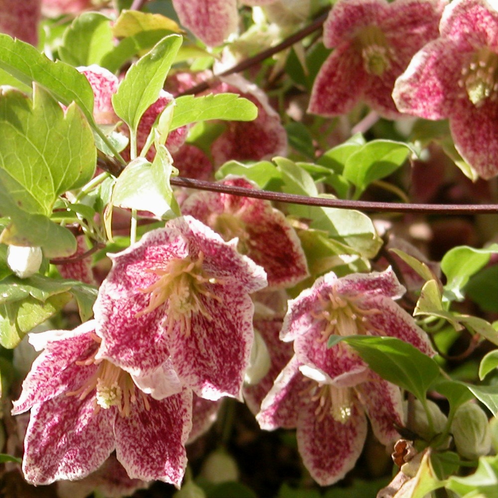 Clématite cireuse freckles - le pot / 1,5l / hauteur livrée 20-60cm