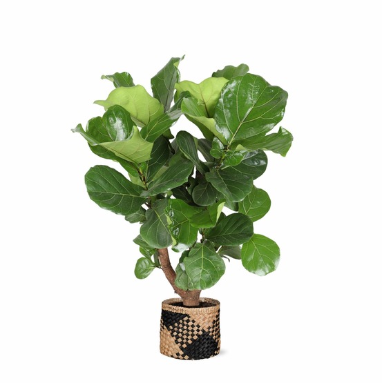 Ficus lyrata et son pot panier naturel noir - hauteur 130cm
