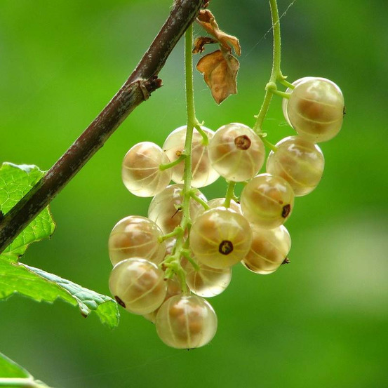 Groseillier à grappes witte parel pot de 3l - 30/60 cm