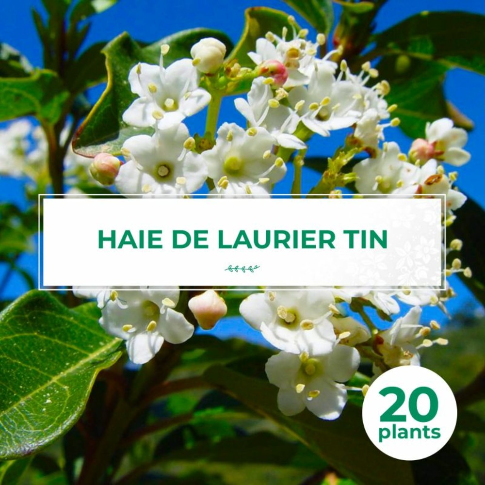 20 lauriers tin (viburnum tinus) - haie de laurier tin