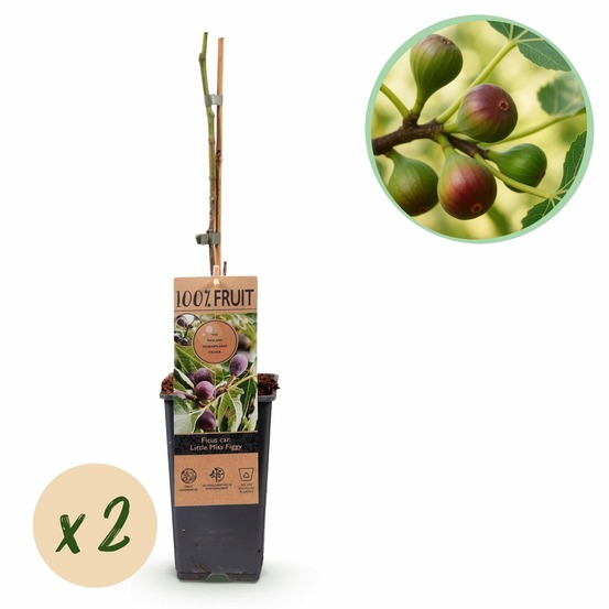 Ficus carica little miss figgy – lot de 2 – pot 15 cm