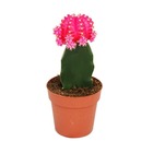 Gymnocalycium mihanovichii - cactus fraise - rose - pot de 8,5cm