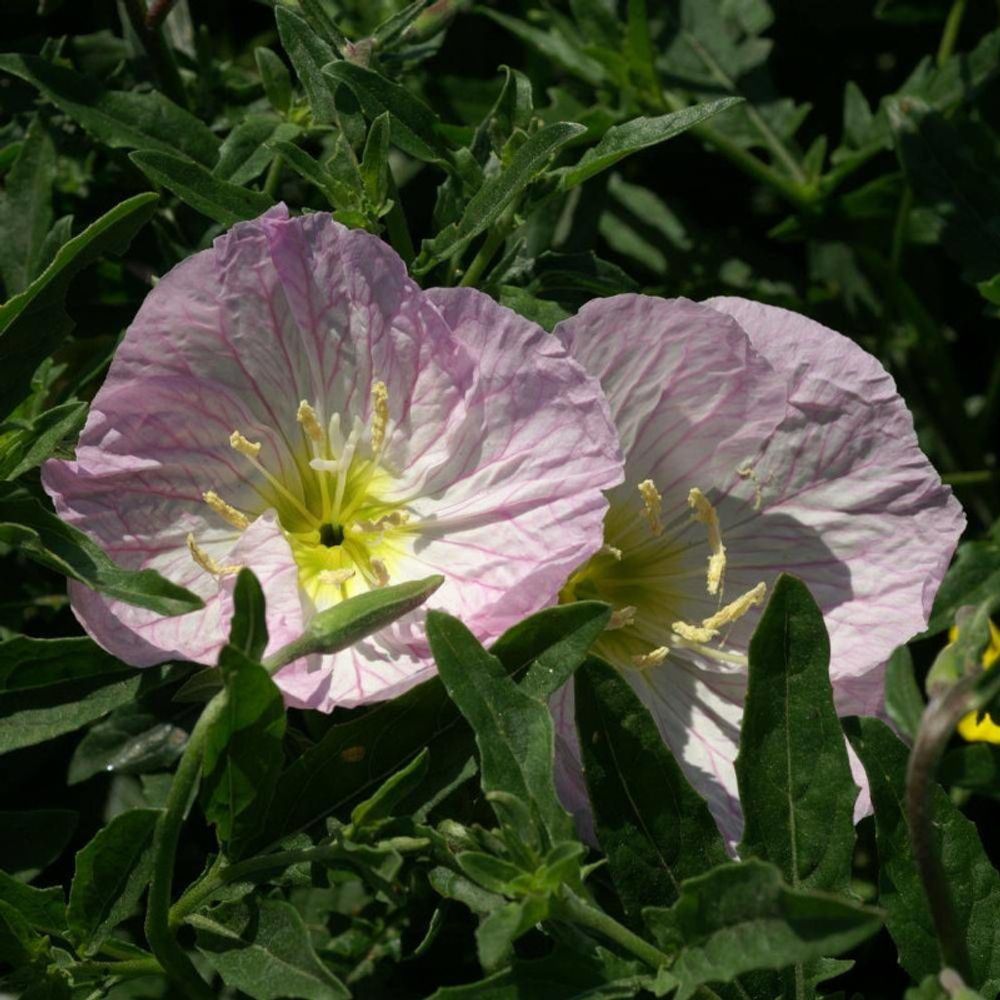 Onagre rose, oenothère rosea lot de 5 godets